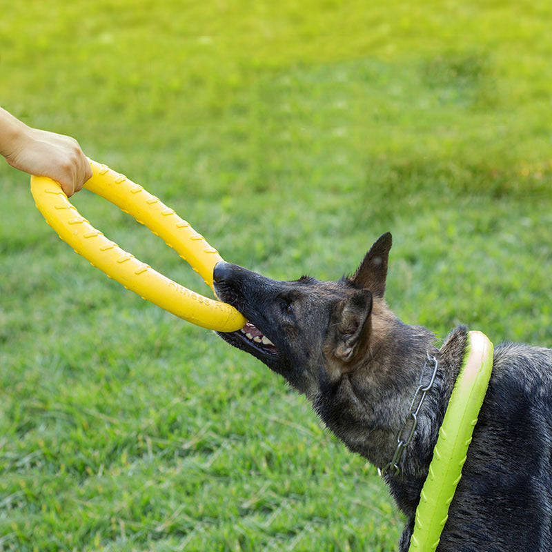 Pet Frisbee