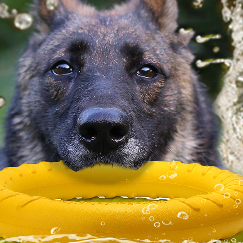 Pet Frisbee